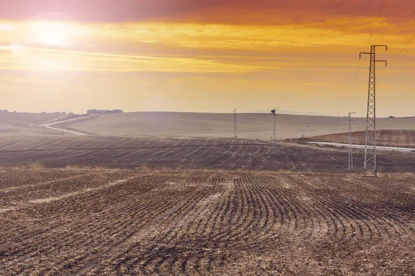 Olive Grove Fields Spain Harvesting Sunrise Electrical Power Lines Pylons — Stock Photo, Image