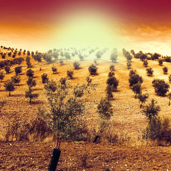 Olivolja Spanien Vid Soluppgången Häpnadsväckande Landskap Och Naturen Den Iberiska — Stockfoto