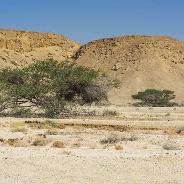 İsrail 'deki Negev Çölü' nün cansız sonsuzluğunda yaşam. Ortadoğu 'nun nefes kesici manzarası ve doğası.
