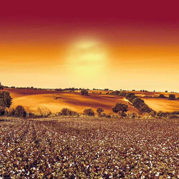 Bomullsfält Spanien Redo För Skördarna Vid Soluppgången Hisnande Landskap Och — Stockfoto