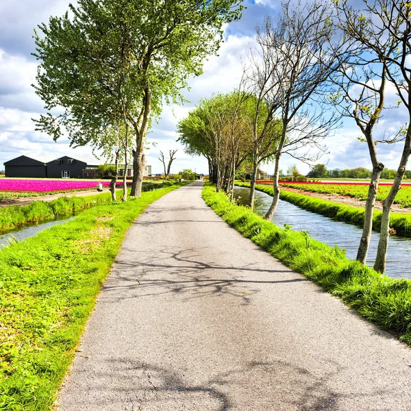 Nethrlands に咲くチューリップの花のフィールドです オランダの盛り合わせ花春の庭の排水運河の近く — ストック写真