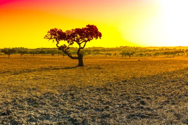 Pohled Typickou Suchou Krajinu Korkovými Stromy Portugalsku Při Západu Slunce — Stock fotografie