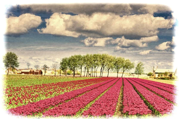 Felter Blomstrende Tulipan Blomster Nethrlands Drivhuse Til Tulipandyrkning Holland Vintage - Stock-foto