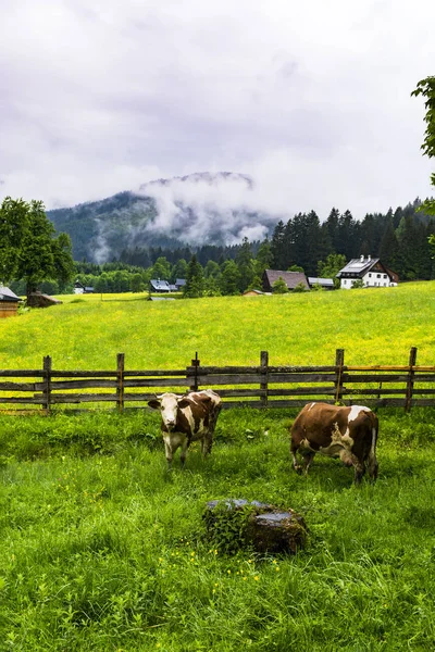 Morning Mist Rain Austrian Landscape Forests Fields Meadows Villages Cows — Stock Photo, Image