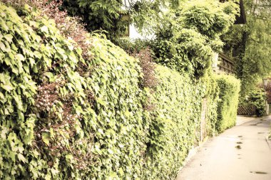 Avusturyalı köyün St Wolfgang üzerinden sabah sis. Yağmur ve kırsal Avusturya bulutlarda. Retro tarzı