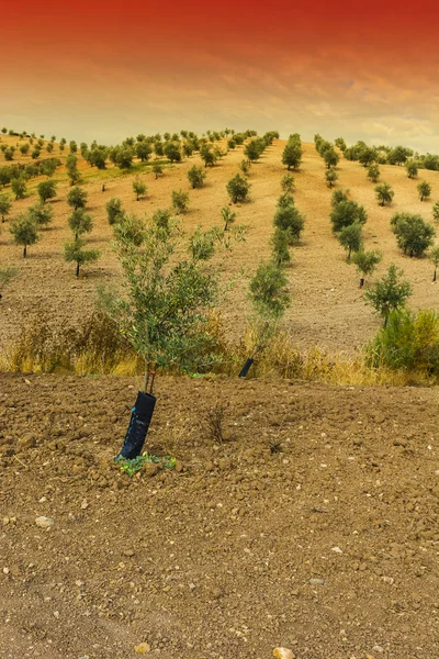 Oliveto Spagna All Alba Paesaggio Mozzafiato Natura Della Penisola Iberica — Foto Stock