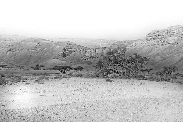 Srail Deki Negev Çölü Nün Rocky Tepeleri Güney Srail Deki — Stok fotoğraf