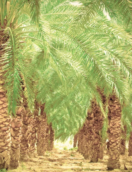 Plantation Palmiers Dattiers Israël Près Mer Morte Frontière Jordanienne Style — Photo