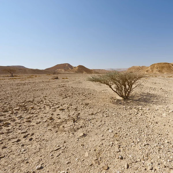 Życie Bezludnej Pustyni Negew Izraelu Zapierający Dech Piersiach Krajobraz Charakter — Zdjęcie stockowe