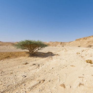 İsrail 'deki Negev Çölü' nün sonsuzluğundaki kuru ağaç. Ortadoğu 'nun nefes kesici manzarası ve doğası.