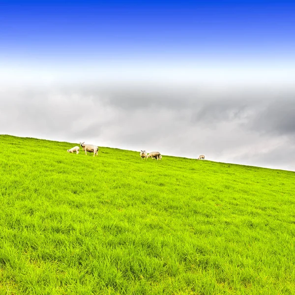 Pâturage Moutons Sur Barrage Protecteur Hollande Grande Digue Protégeant Terre — Photo