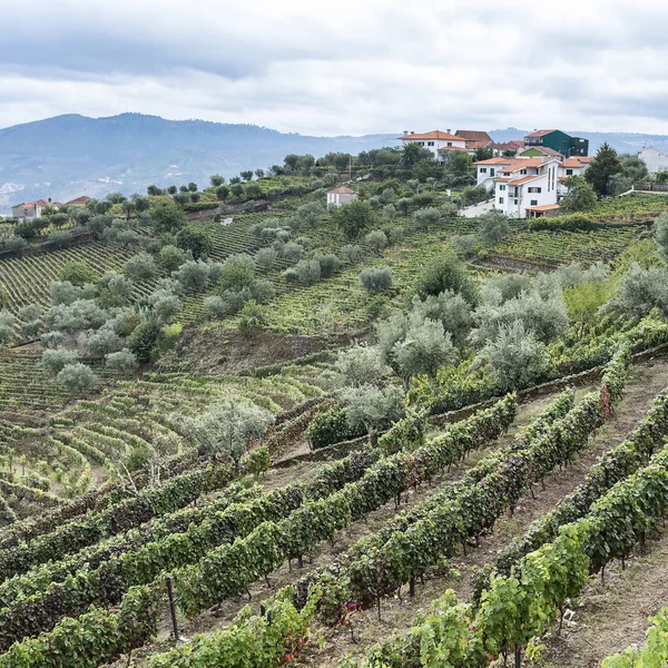 Vinodlingar Douroregionen Portugal Vinodling Den Portugisiska Byn — Stockfoto