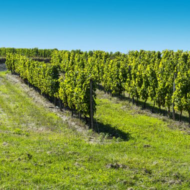 Fransa 'da üzüm endüstrisi büyüyor. Hasattan önce güzel üzüm bağlarıyla çevrili Fransız şarap çiftliği.