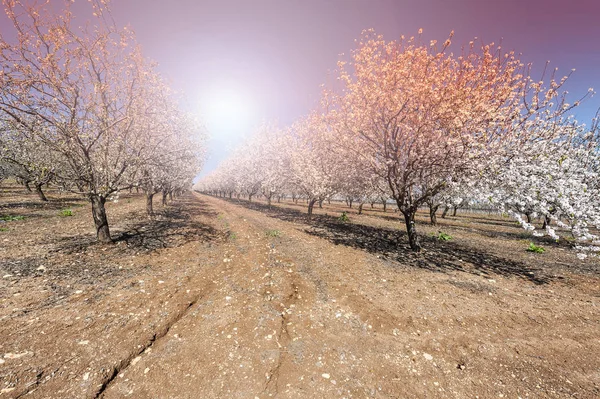 Floreciente Jardín Almendras Pie Del Monte Tabor Israel Amanecer Niebla — Foto de Stock