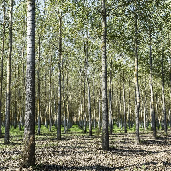 Lombhullató Erdő Francia Alpokban Tiszta Erdőpark Mint Példa Alapos Erdőgazdálkodásra — Stock Fotó