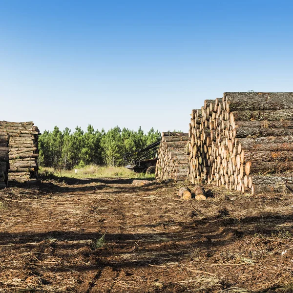 Drewno Lesie Cięcia Francji — Zdjęcie stockowe