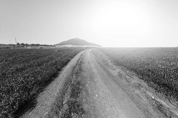 Toprak Yol Mount Tabor Srail Eteklerinde Badem Çiçekli Bahçe Yol — Stok fotoğraf