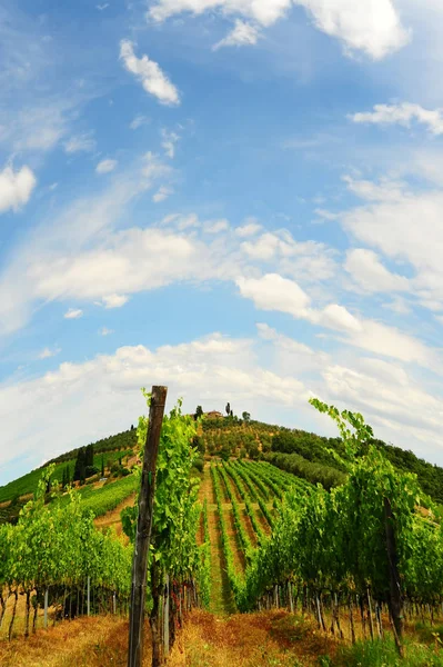 Виноградный Пейзаж Красивых Холмах Италии Ретро Стиль — стоковое фото