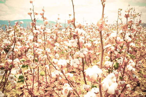 Cotton Field Background Ready Harvest Israel Sky Macro Close Ups — Stock Photo, Image
