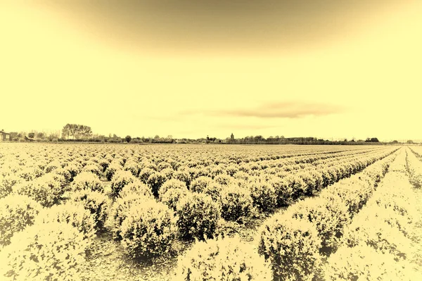 Agricoltura Terreni Bonificati Dalla Sede Nei Paesi Bassi Righe Piante — Foto Stock