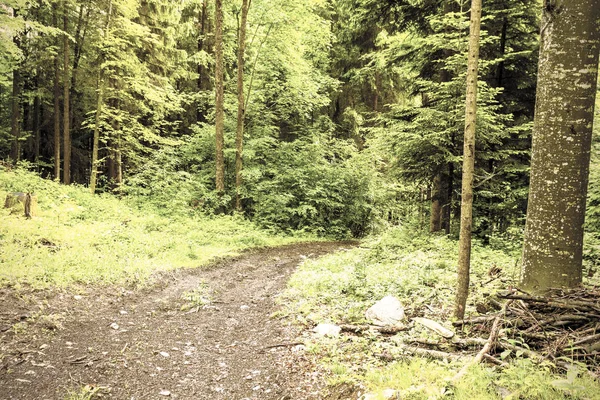 Sentier pédestre en forêt dense — Photo