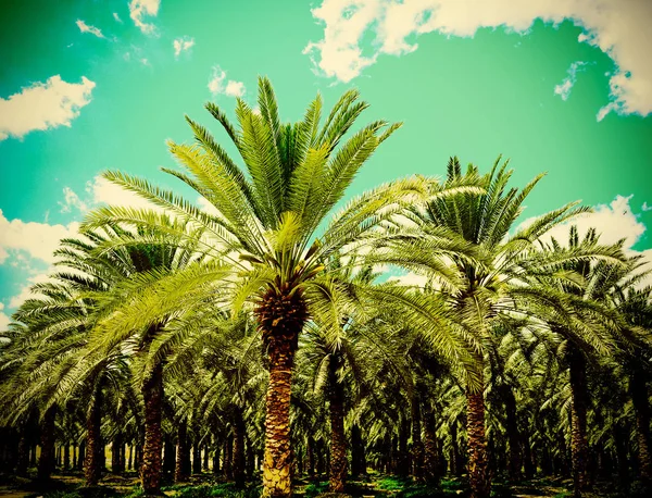 Plantage van dadelpalmen — Stockfoto