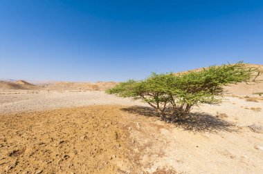 Çölün Tuhaf Örnekleri