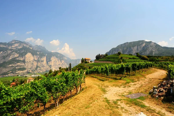 意大利阿尔卑斯山的葡萄园 — 图库照片