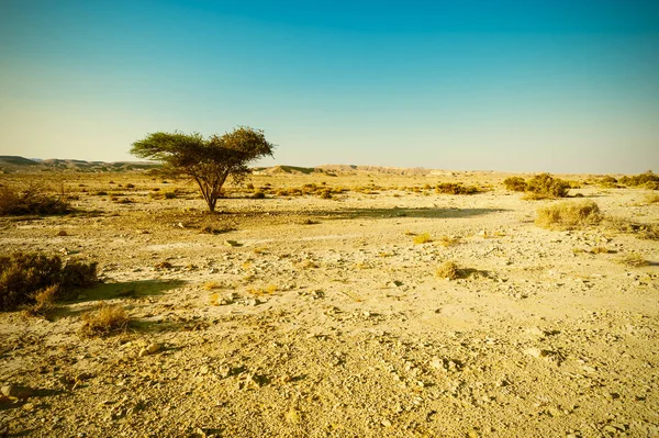 Estilo Vintage Desierto — Foto de Stock