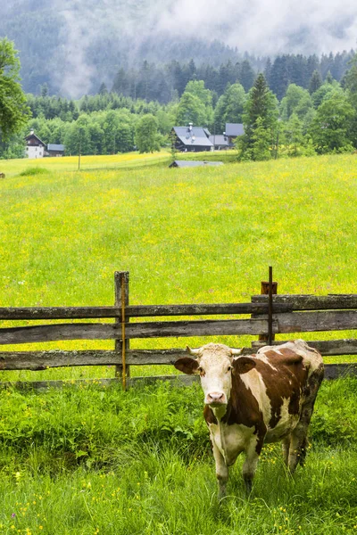Kor bete på landsbygden Österrike — Stockfoto