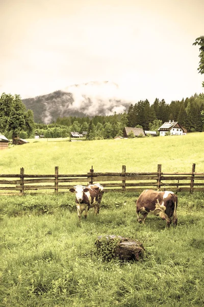 Cows grazing in rural Austria — Stock Photo, Image