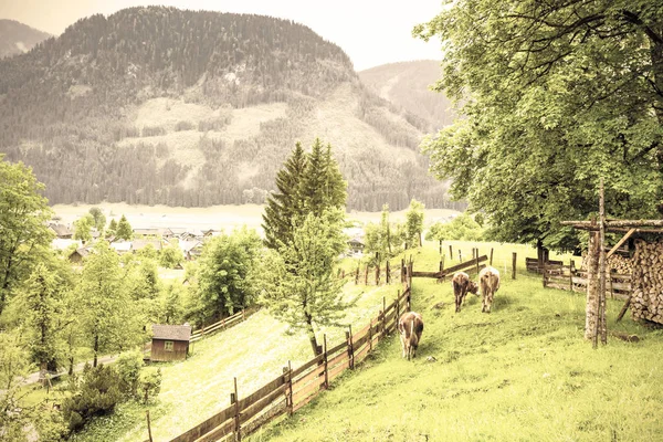 奥地利农村放牧的奶牛 — 图库照片