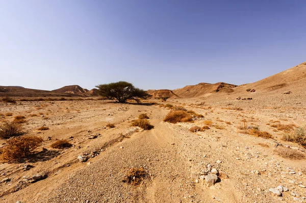 Patrones caprichosos del desierto — Foto de Stock