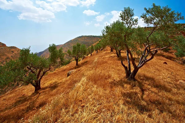 Olivové háje v Izraeli. — Stock fotografie