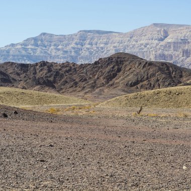 Çölün Tuhaf Örnekleri