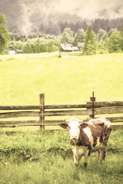 Kırsal Avusturya'da otlayan inekler