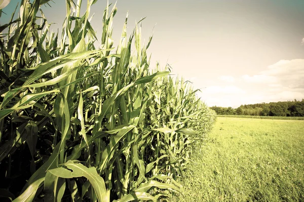 Corn plantation in Bavaria. — Stock Photo, Image