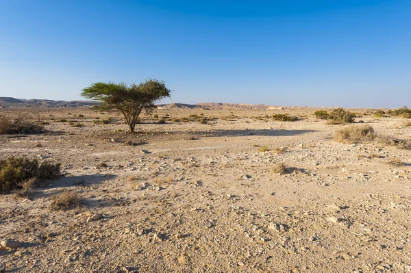 Negev sivatag Izraelben — Stock Fotó