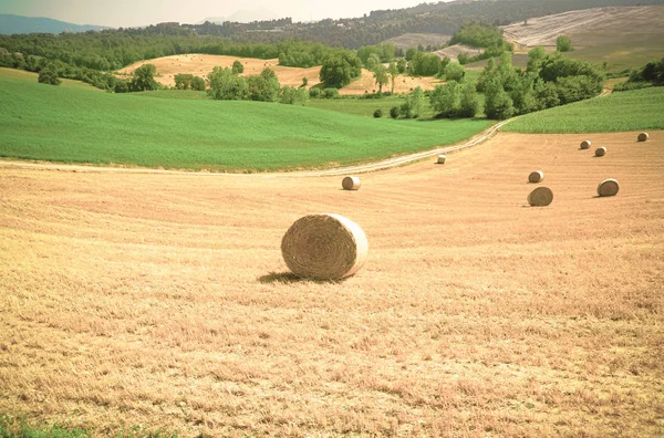 Wheat field with hay bales — Stock Photo, Image