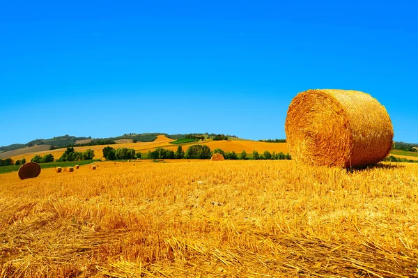 Wheat field with hay bales — Stock Photo, Image