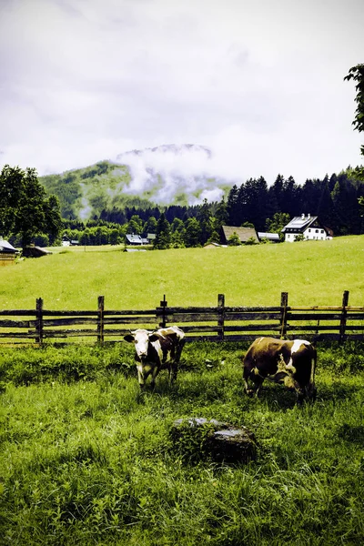 Cows grazing in rural Austria — Stock Photo, Image