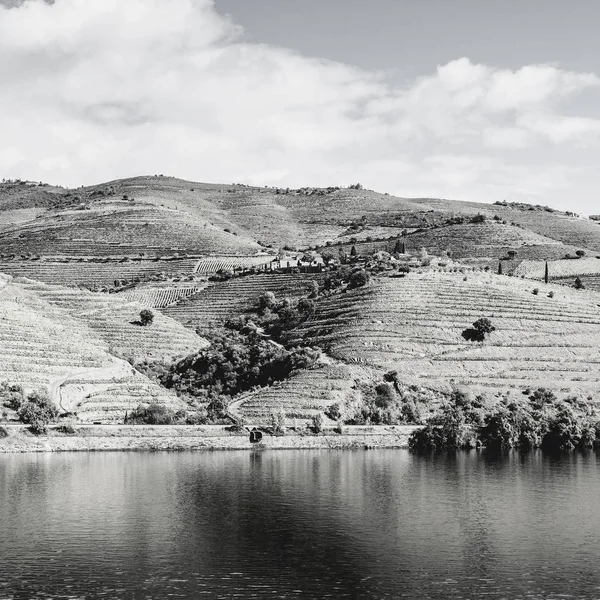 葡萄牙的葡萄和橄榄 — 图库照片