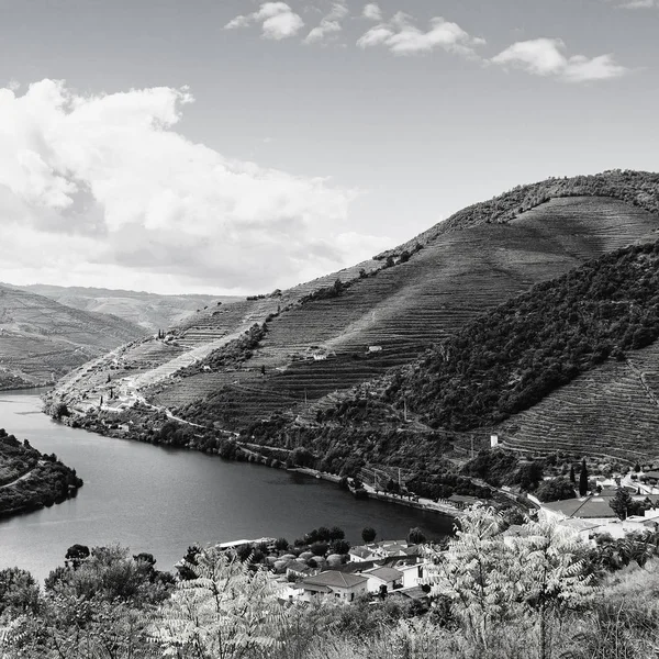 Portogallo di uva e oliva — Foto Stock