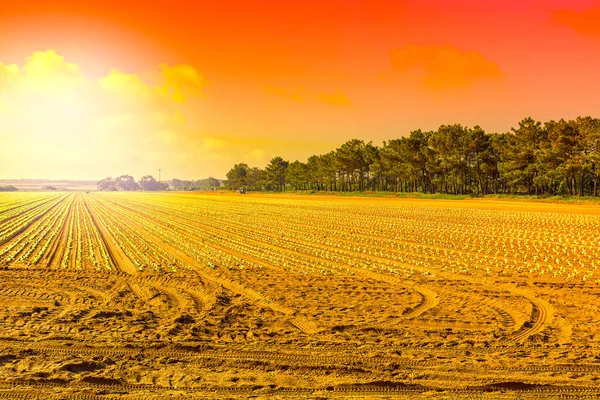 Hisnande jordbruk landskap — Stockfoto