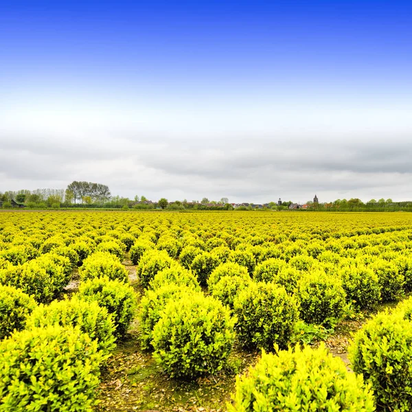 Filas de plantas en Holanda — Foto de Stock