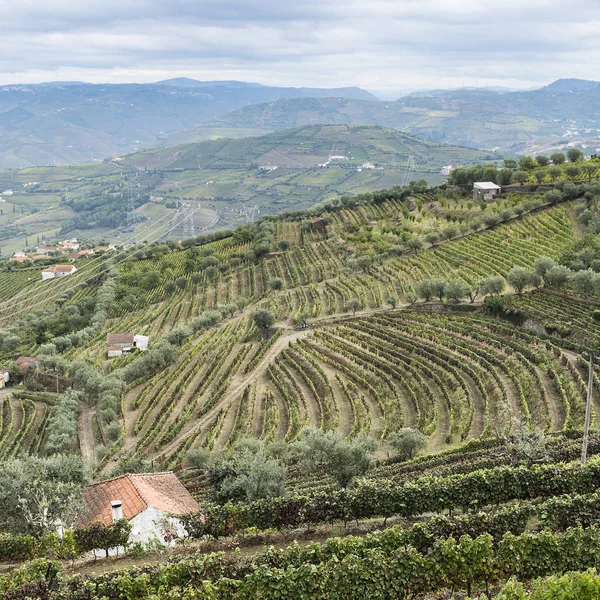 Kullar täckta med vinodlingar i Portugal — Stockfoto
