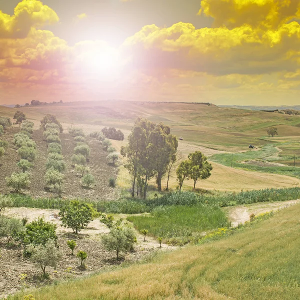 Olijfbomen in Sicilië bij zonsopgang — Stockfoto