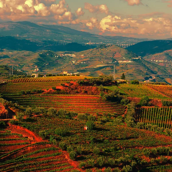 Vineyards — Stock Photo, Image