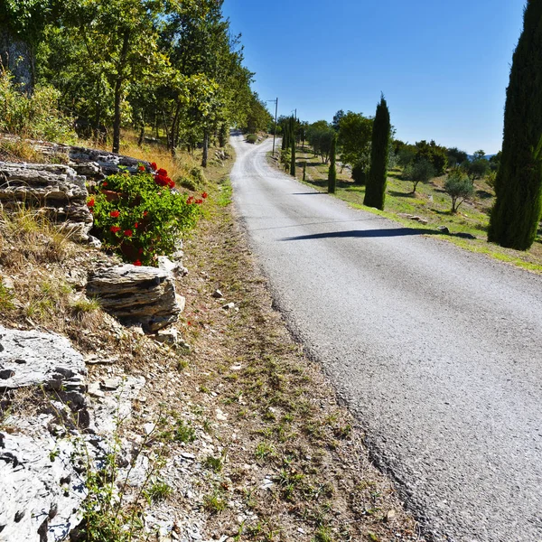 Olijfbomen op de heuvels van Tuscany — Stockfoto