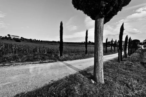 Tuscany的土路 — 图库照片